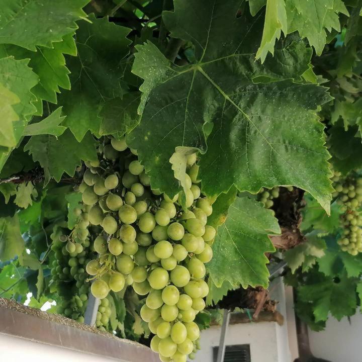 B&B Capo Le Vigne Сироло Экстерьер фото